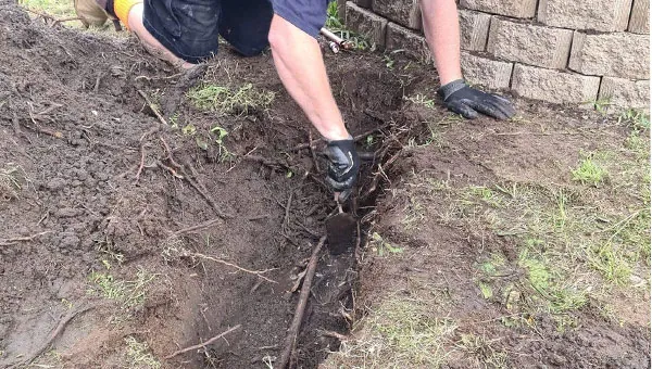 Tree roots exposed around a pipe in a trench